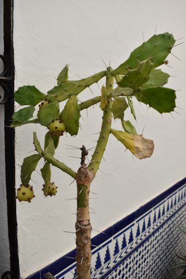 Solerantonio2 en Hamelin: Flora  (Torrox), Planta