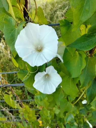 Solerantonio2 en Hamelin: Flora  (Costacabana), Planta
