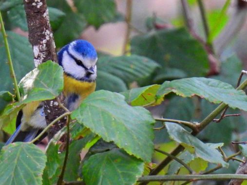 Georginaag en Hamelin: Fauna  (Camprodon), Cyanistes caeruleus (Linnaeus, 1758), #herrerillocomun #birds #fauna 