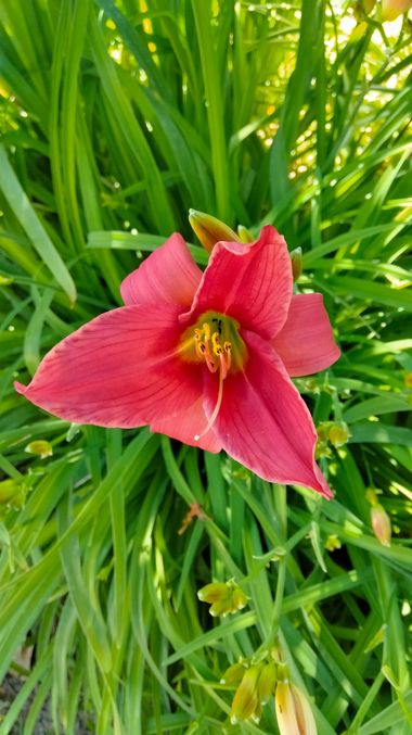 Solerantonio2 en Hamelin: Flora  (Almería), Hemerocallis minor, Planta