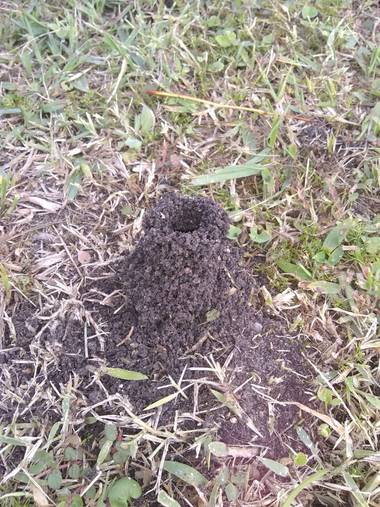 teresaoplolz en Hamelin: Fauna  (Villaguay), Las hormigas saben cuándo se avecina la lluvia, levantan la entrada a su casa...