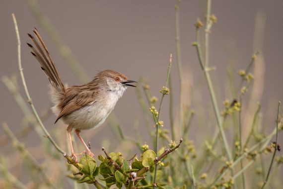 Ignicapillus en Hamelin: Fauna  (Kfar Adumim), Prinia gracilis (Lichtenstein, 1823), Prinia grácil

Este es un pajarillo muy común en Israel. Su área de di...