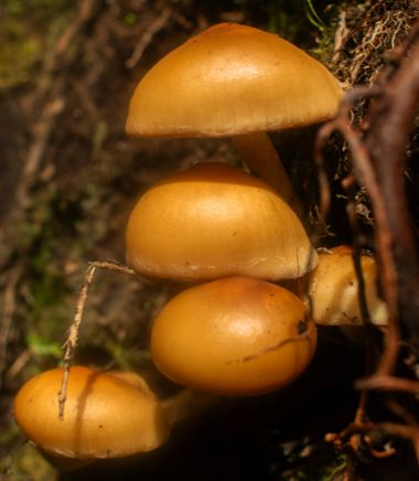 lourdes7895 en Hamelin: Observación  (Pedro Domingo Murillo), #fauna #hongos #naturaleza 