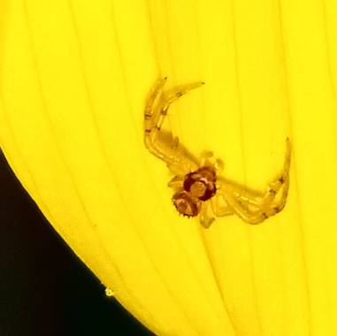 Navarroarevalomariateresa en Hamelin: Fauna  (Viesca), Hermosa y pequeña araña cangrejo de las flores.