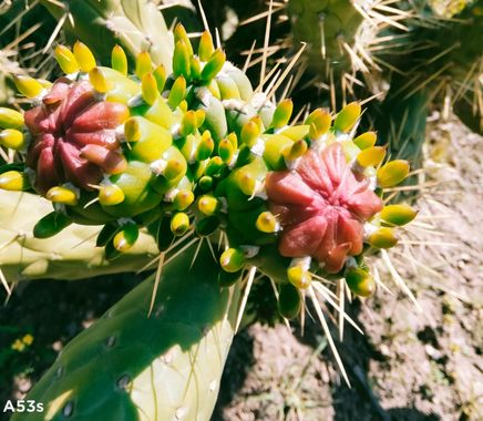 Solerantonio2 en Hamelin: Flora  (Níjar), Flor de cactus
