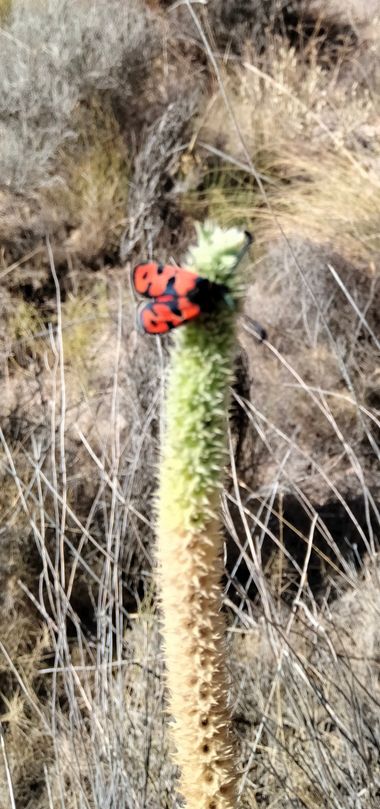 Solerantonio2 en Hamelin: Fauna  (Puebla de Vícar), Insecto