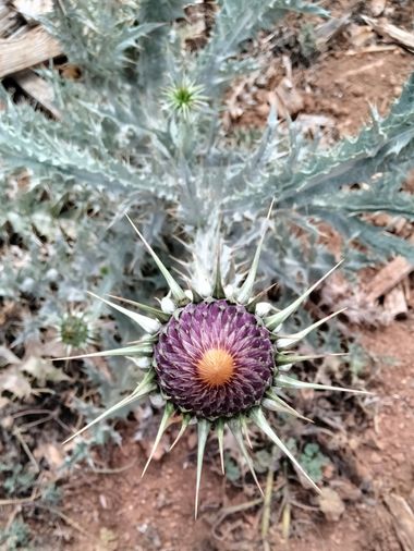 Solerantonio2 en Hamelin: Flora  (Níjar), Planta