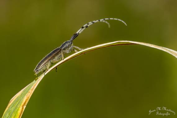 guachinaty1 en Hamelin: Fauna  (Linares), Agapanthia cardui (Linnaeus, 1767), Agapanthia cardui es una especie de coleóptero de la familia Cerambycidae, su...
