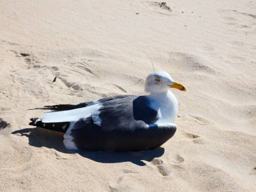 Miguelacuario36 en Hamelin: Fauna  (Chiclana de la Frontera), Larus fuscus Linnaeus, 1758, #gaviota