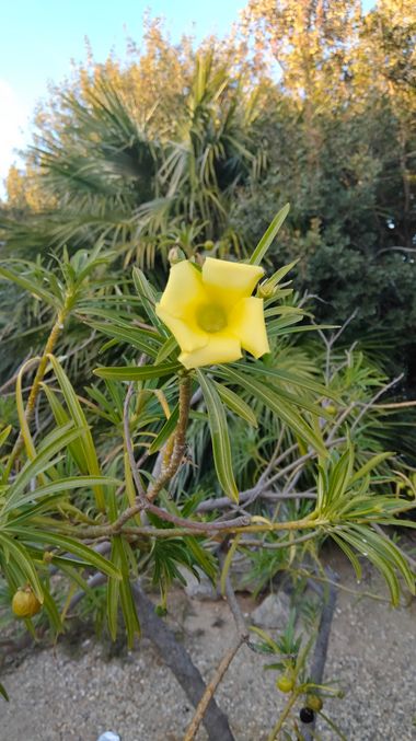 Solerantonio2 en Hamelin: Flora  (Almería), Planta