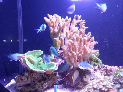 GreenPhoto en Hamelin: Fauna 