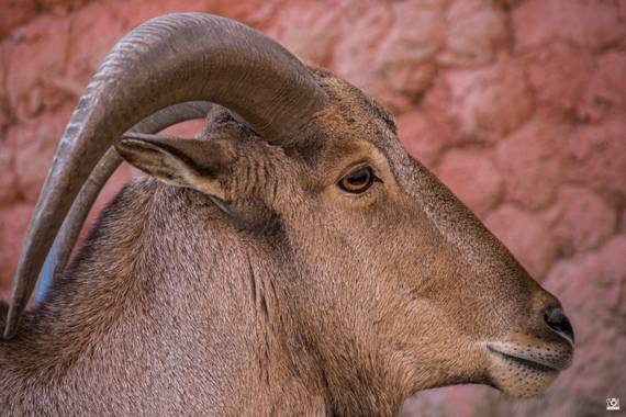 Acorazado3000 en Hamelin: Fauna  (Córdoba), Carnero de Berbería









#fotografiacarloscalvo #arrui #muflondelatlas #muflon #carnerodeberberia #fauna #b...