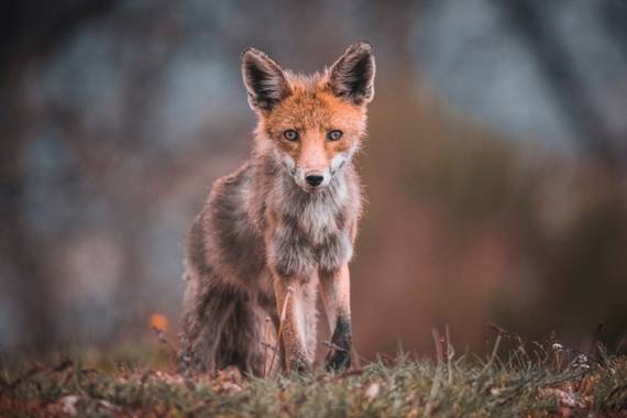 Arteaganature en Hamelin: Fauna  (El Barco de Ávila), Vulpes vulpes (Linnaeus, 1758), #aves21 