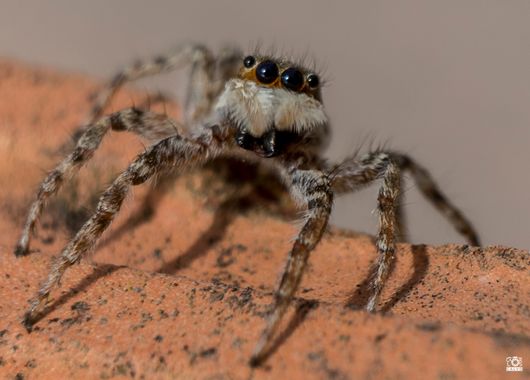 Acorazado3000 en Hamelin: Fauna  (Pozoblanco), Araña saltarina






#fotografiacarloscalvo #arañas #araña #arañasaltarina #arañasaltadora #salticidae #caz...