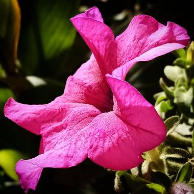 Navarroarevalomariateresa en Hamelin: Flora  (Viesca), Hermosa petunia.