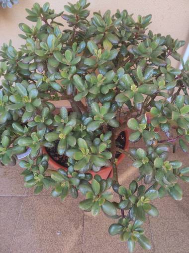 @nicorhbg en Hamelin: Flora  (Daimiel), Crassula ovata