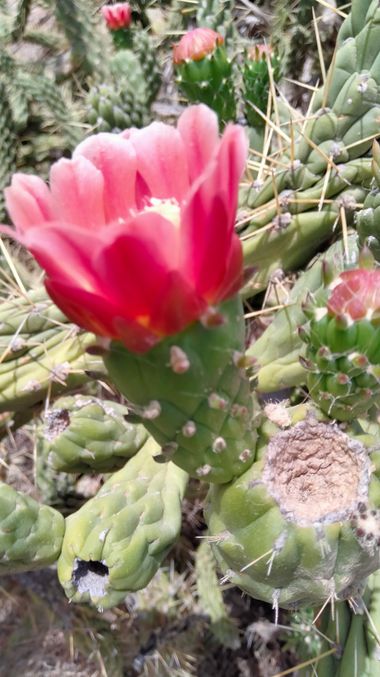 Solerantonio2 en Hamelin: Flora  (Níjar), Opuntia tomentosa, Cactus