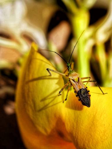 Neilmarquez en Hamelin: Fauna 