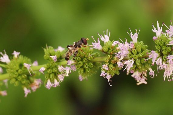 Smatae en Hamelin: Fauna  (Aranjuez), #insectos #flores 