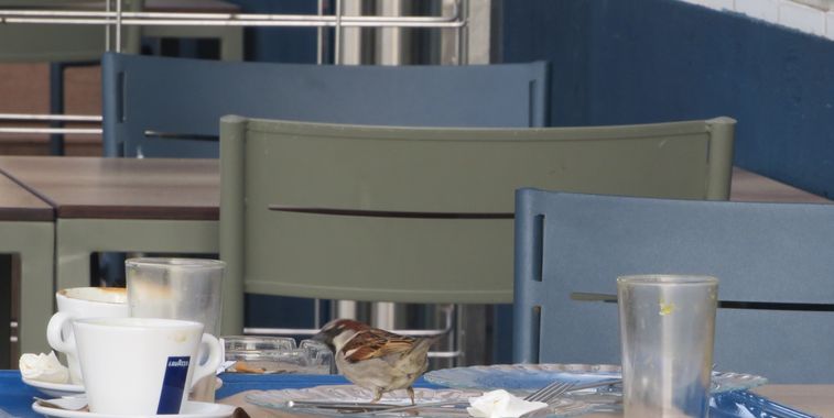 Solerantonio2 en Hamelin: Fauna  (Almería), Ave