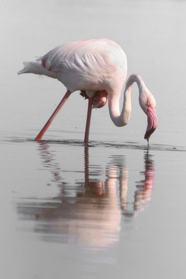 Eritz.cortazar en Hamelin: Fauna  (Tora del Mig), flamenco común
.
.
.
 #aves