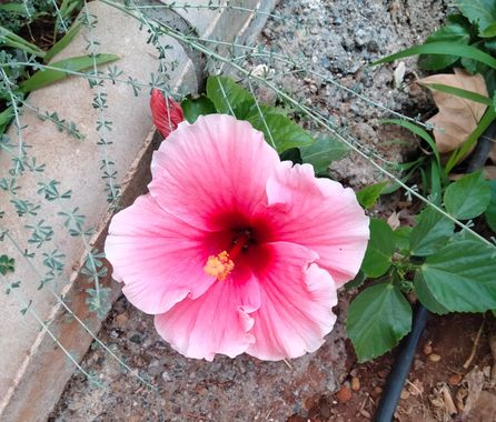 Solerantonio2 en Hamelin: Flora  (Jaúl Bajo), Planta