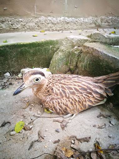 Carlos Mercado  en Hamelin: Fauna  (Corozal)