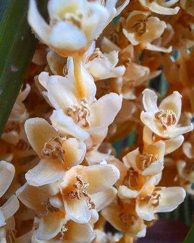 andreacelez en Hamelin: Flora  (Maimará), Pequeñas flores de palmera 