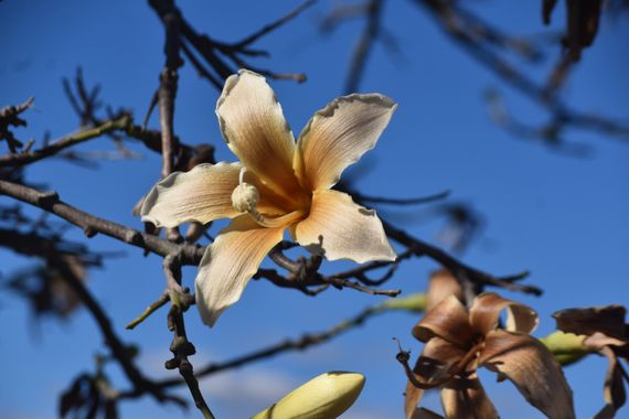 Solerantonio2 en Hamelin: Flora  (Almeria), Planta