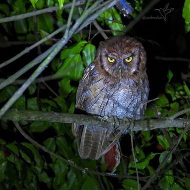 Luz Sthella Cardona M  en Hamelin: Fauna  (Cajicá), Megascops choliba, Al igual que con todos los búhos pequeños, es mucho más fácil de identificar por su ...