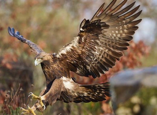 manuel.manzano32 en Hamelin: Fauna 