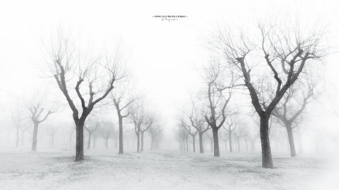Cenetista en Hamelin: Paisaje  (Miguelturra), #niebla #fog