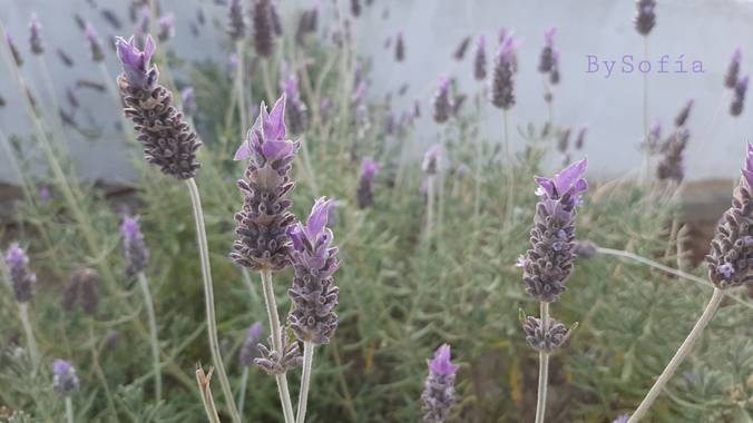 Marisofigonzalez en Hamelin: Flora, Lavandula dentata, #lavanda 