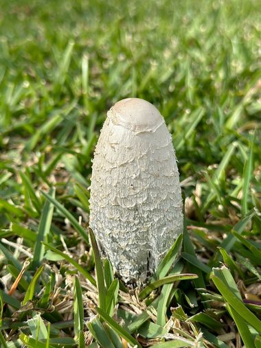su en Hamelin: Observación  (Benalup-Casas Viejas), Coprinus comatus (O.F.Müll.) Pers., #fauna 
