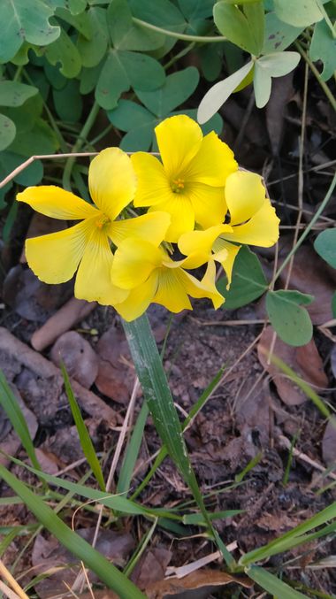 Solerantonio2 en Hamelin: Flora  (Padules), Oxalis pes-caprae, Vinagrera