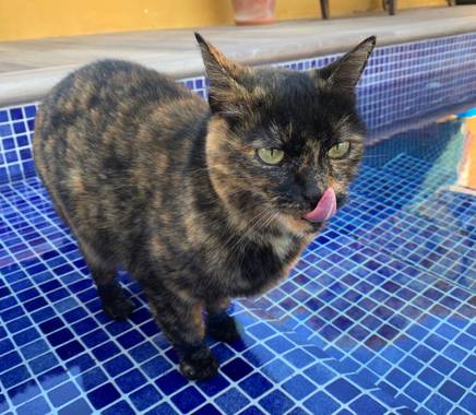 Yvonxeli en Hamelin: Fauna, Felis catus Linnaeus, 1758, #gato #cat #inthepool