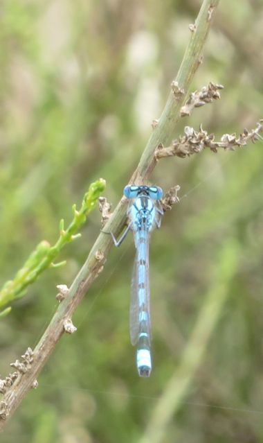 Solerantonio2 en Hamelin: Fauna  (Níjar), Insecto
