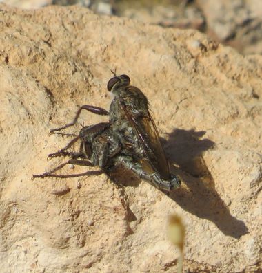 Solerantonio2 en Hamelin: Fauna  (Vícar), Mosca asesina