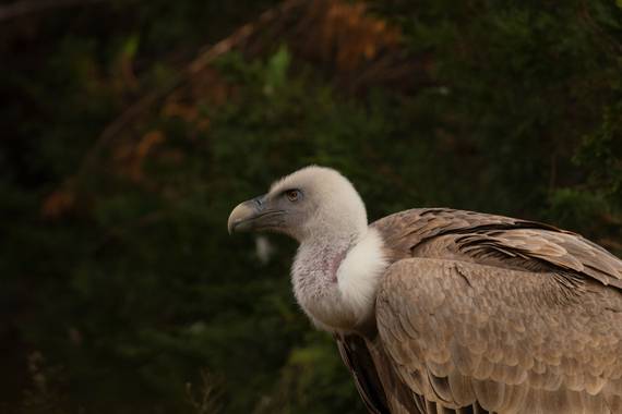 Mónica del Monte en Hamelin: Fauna  (Madrid), #aves21