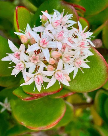 Juanatlantida82 en Hamelin: Flora, Crassula ovata, Flores