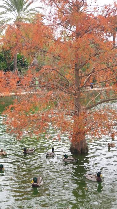 Lauratduch en Hamelin: Paisaje, Parcdelaciutadella#arbolen estanque#patos#maspajaros#parquesyjardines#barcelona.madein movil