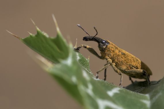 Ignicapillus en Hamelin: Fauna  (les Masies de Voltregà), Gorgojo de las malvas

Finales de mayo 2023. Haciendo paradas para macrear a lo largo de la carre...