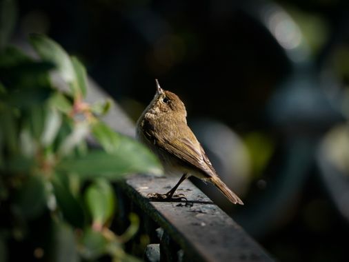 Kikojimenez1977 en Hamelin: Fauna 