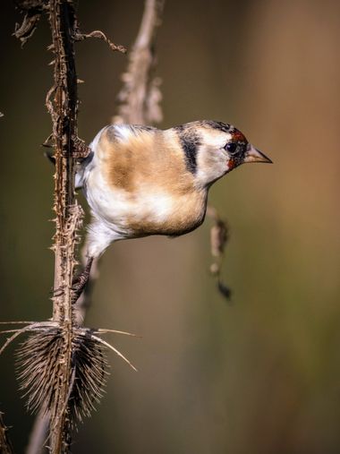Pablosdoc en Hamelin: Fauna  (el Pont de Vilomara i Rocafort), Carduelis carduelis (Linnaeus, 1758), #hamelin #aves #fauna #naturaleza #nature #birds 