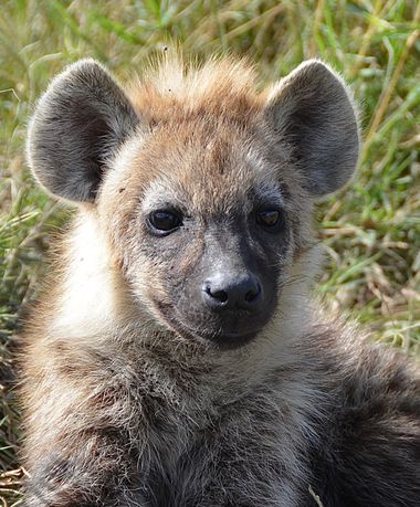su en Hamelin: Fauna  (Narok), #fauna #hiena #cachorro 
La mala fama de las hienas viene de lejos. Durante siglos, era creído por los antiguos que las hien...