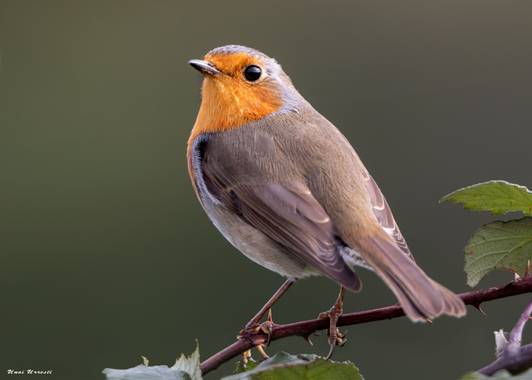 Unai Urresti en Hamelin: Fauna  (Bermeo), Erithacus rubecula (Linnaeus, 1758), Petirrojo.

 #aves21 #petirrojo  #fauna 
