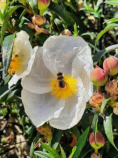 Duala7 en Hamelin: Flora  (Majadahonda), Cistus ladanifer