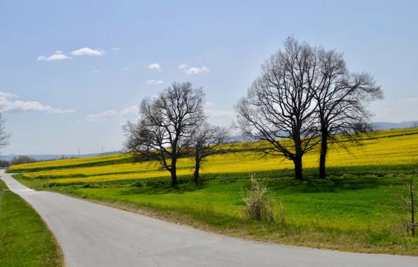 Azulmarino  en Hamelin: Paisaje  (Les Masies de Voltregà), Carreteras secundarias #frommypointofview #ontheroad #campo #colza #amarillo #yellowfield 