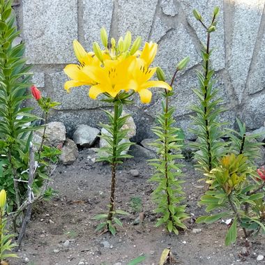 Solerantonio2 en Hamelin: Flora  (O Salnés), Planta