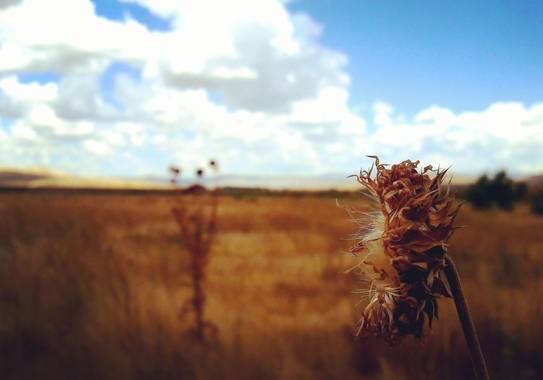 tattuz586 en Hamelin: Flora  (Junín de los Andes), #otoño #mallin #salvaje #libre #pequeñosdetalles #naturaleza #patagoniaargentina 